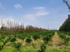 -上海长兴岛郊野公园