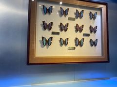 -上海昆虫博物馆