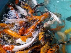 -松山湖梦幻百花洲