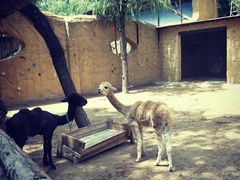 -石家庄市动物园