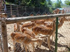 -青藏高原野生动物园