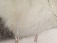 -艾吉宠物医院·疑难杂症转诊中心·猫友好(碧江路院)