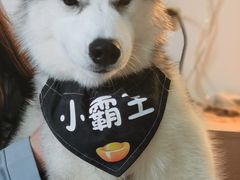 小霸王-Husky Go! 哈士奇体验馆·宠物咖啡厅狗咖