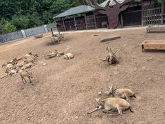 -日照海滨国家森林公园