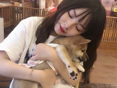 -豆柴町-柴犬主题狗咖(红鼎国际C座店)
