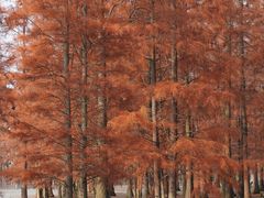 -白鹭湾湿地公园