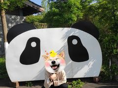 -都江堰中华大熊猫苑