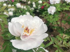 -洛阳市隋唐城遗址植物园