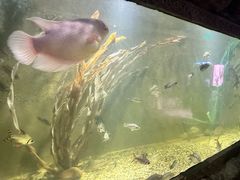 -西安曲江海洋极地公园
