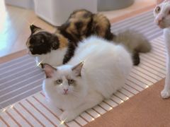 -米宠家·撸猫猫咖小萌宠·猫咪洗澡·猫咪寄养(高新大都荟店)