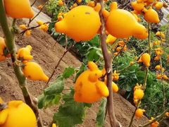 -兰陵国家农业公园