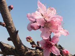 -南汇水蜜桃采摘(大团店)