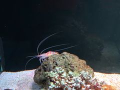 -暹罗海洋世界
