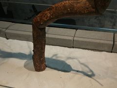 -喜茶(深圳万象城黑金店)