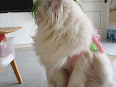 -思琪宠物医院(昆山花桥店)