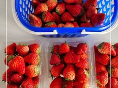 -昌平兴寿秀秀草莓采摘园