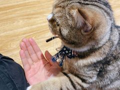 -啵啵喵·猫咖(攀华国际店)