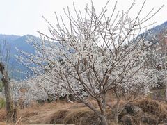-广州市流溪河国家森林公园