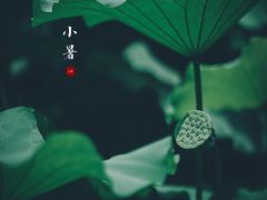 -陈家山荷花公园