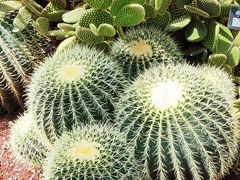 -昆明植物园