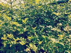 -张之洞与武汉博物馆