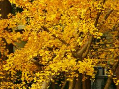 -上海交通大学(闵行校区)