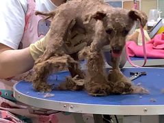 -米苏动物医院·犬猫专科·骨科外科内窥镜