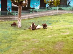 -西霞口神雕山野生动物世界