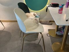 -飞行喵MR PILOT|猫舍·猫咖(静安大融城店)