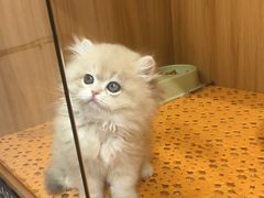 -欣宠猫屋·矮脚拿破仑·蓝金金渐层