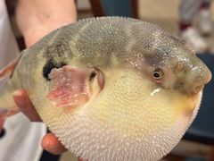 -长顺河豚馆(江洲东路)