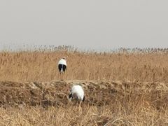 -盐城丹顶鹤湿地生态旅游区