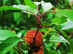 -阳台山自然风景区