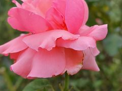 -亚龙湾国际玫瑰谷