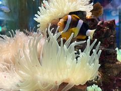 -太平洋海底世界