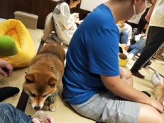 -逗柴咖啡屋·狗咖猫咖宠物桌游