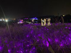 -大塘金香草谷