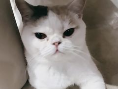 -藏猫猫咖啡主题馆(中央大道店)