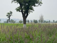 -汉长安城未央宫国家考古遗址公园