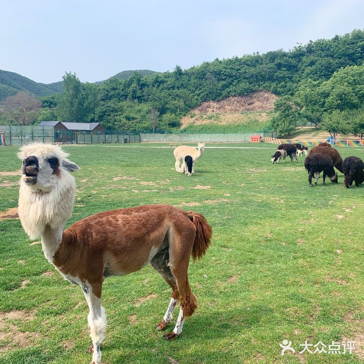 鞍山老院子动物园