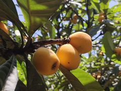 -塘栖枇杷特色园区