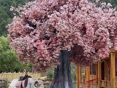 -玉龙雪山蓝月谷