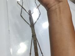 -上海昆虫博物馆