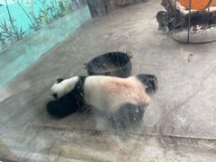 -石家庄市动物园