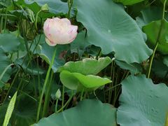 -陈家山荷花公园