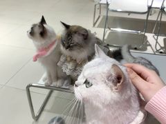 -怪兽屋·羊驼·猫咖·狗咖(俊华广场店)