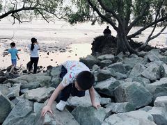 -宝安西湾红树林湿地公园