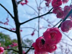 -洋湖国家湿地公园