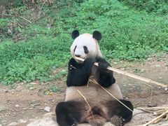 -牛背梁国家森林公园