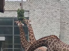 -石家庄市动物园